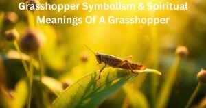 Grasshopper Symbolism & Spiritual Meanings Of A Grasshopper