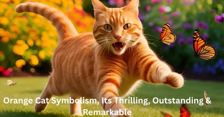 Orange Cat Symbolism, Its Thrilling, Outstanding & Remarkable
