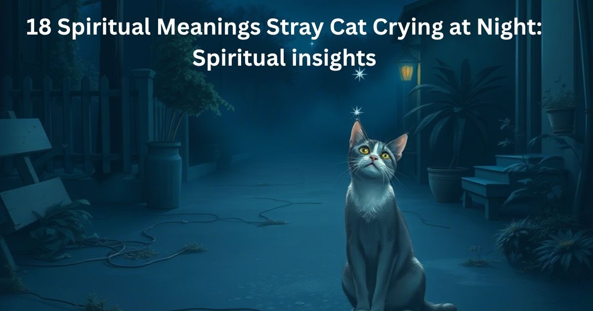 Spiritual Meanings Stray Cat Crying at Night: Spiritual insights