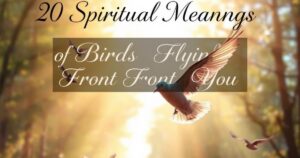 Spiritual Meanings of Birds Flying in Front of You
