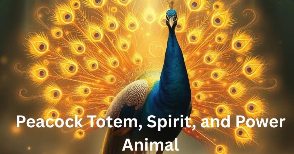 Peacock Totem, Spirit, and Power Animal