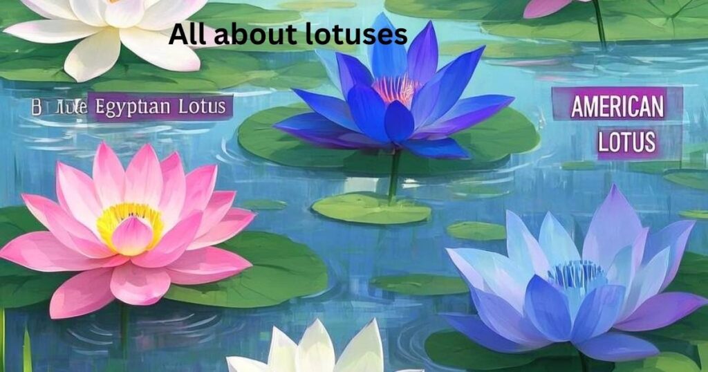 All about lotuses