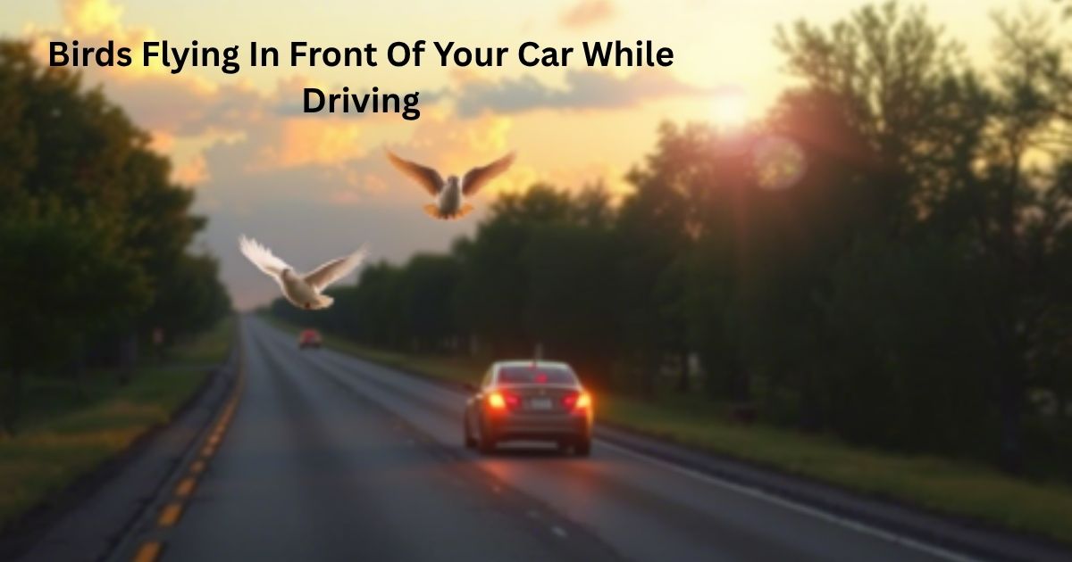 Birds Flying In Front Of Your Car While Driving