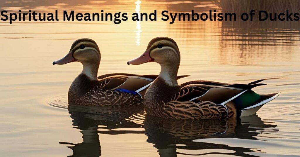 Spiritual Meanings and Symbolism of Ducks