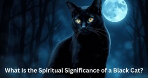 What Is the Spiritual Significance of a Black Cat?